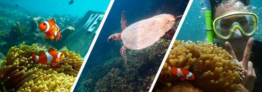 Menjelajah Pulau Pahawang, Menyaksikan Ikan Nemo Di Habitat Aslinya