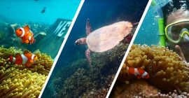 Menjelajah Pulau Pahawang, Menyaksikan Ikan Nemo Di Habitat Aslinya